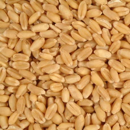 Duvo Blé Extra 20kg – Image 2